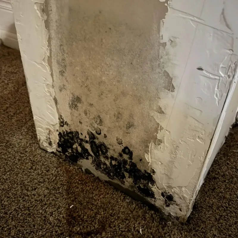 Professional Mold Removal in Radford, VA